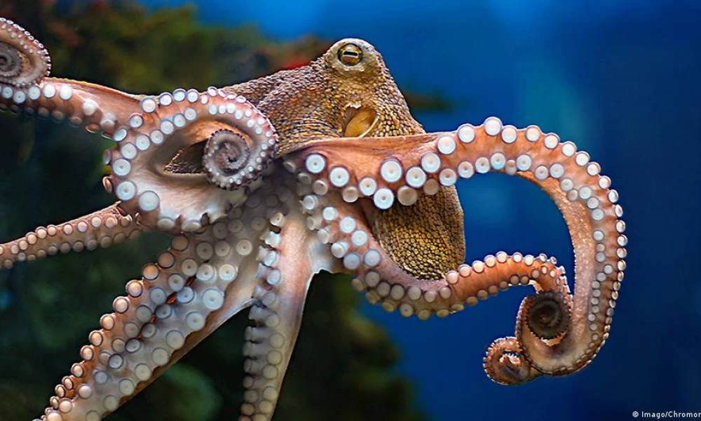 Ισπανία: Ηθικές ανησυχίες έχει προκαλέσει το πρώτο στον κόσμο εκτροφείο χταποδιών